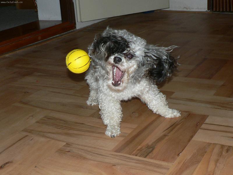 Foto: Náš Kim-Hra s míčem