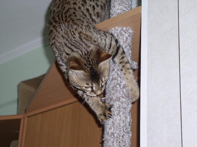 Foto: Savanová kočka 4