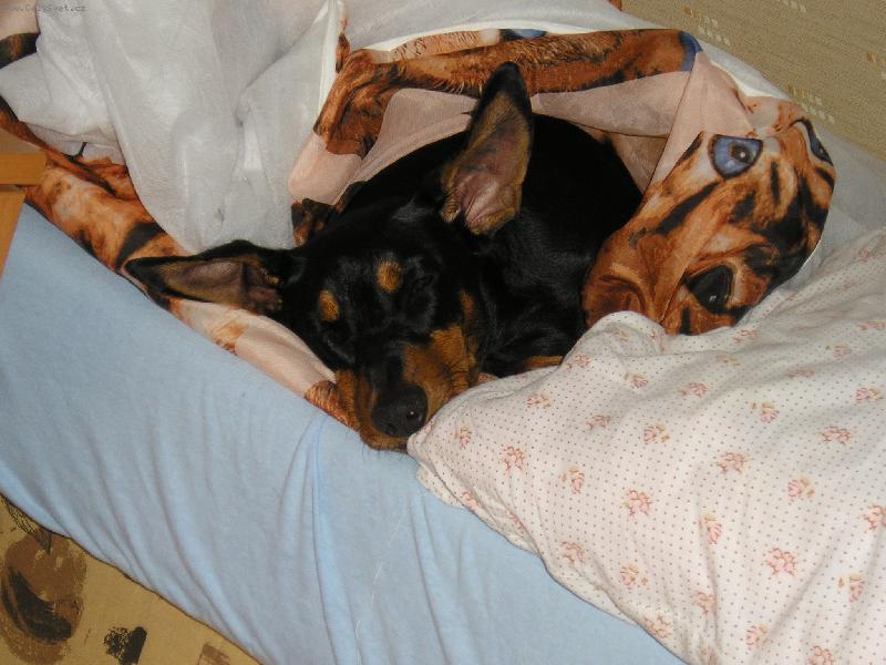 Foto: Spím zásadně pod peřinkou...-Ešlinka