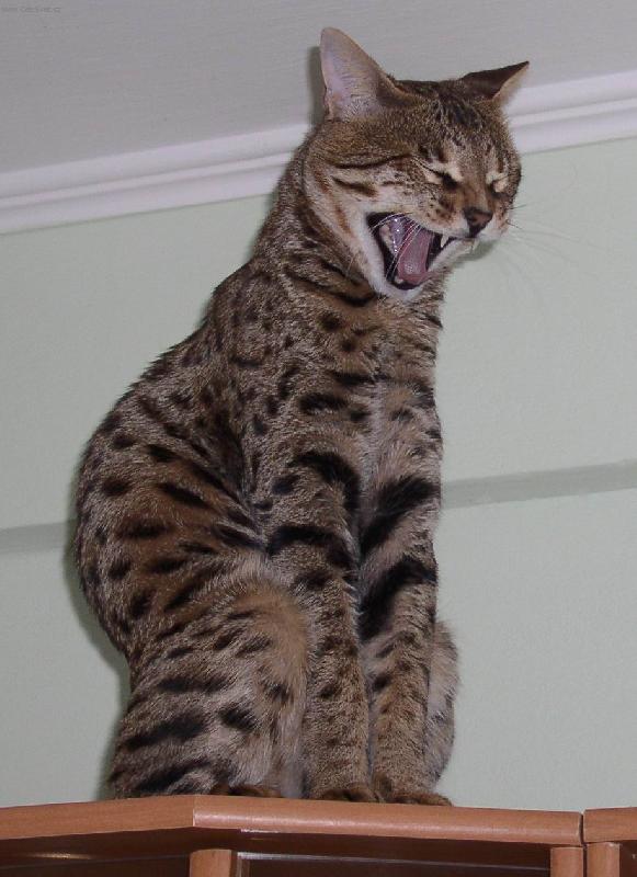 Foto: Savanová kočka 5
