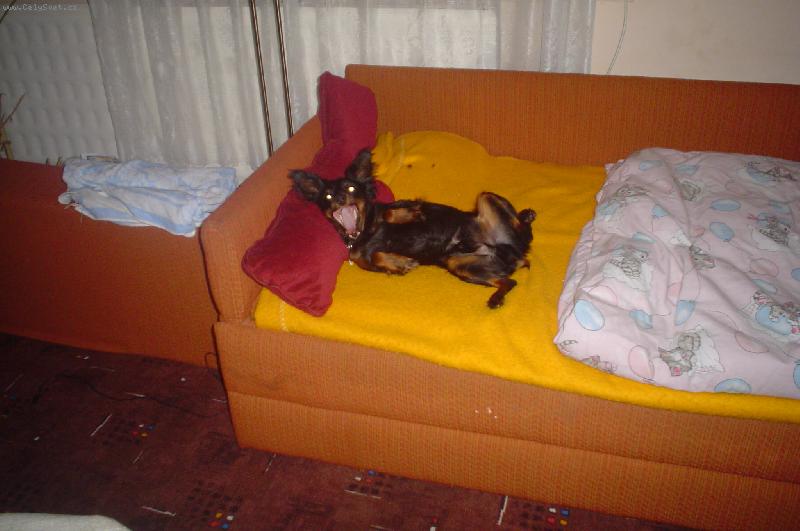 Foto: Náš pes se rád fotí-Smějící se pes