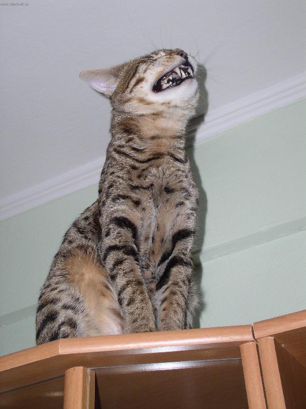 Foto: Savanová kočka 6