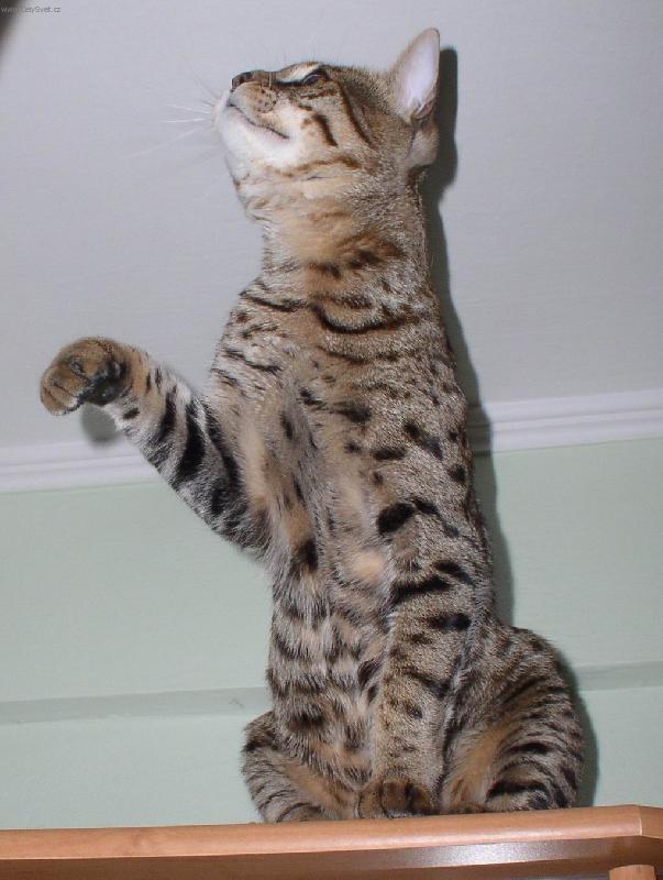 Foto: Savanová kočka 7