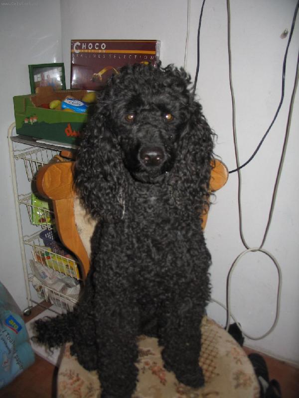 Foto: Adélka se fotí-adélka, jak jsem jí fotil dnes do psího očkovacího průkazu