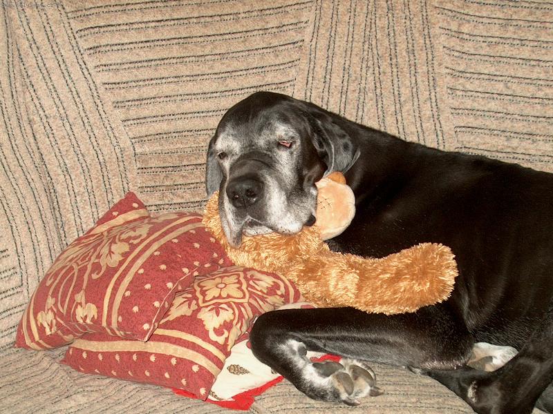 Foto: Pozor,koukám na vás z psího nebe-Veliká únava