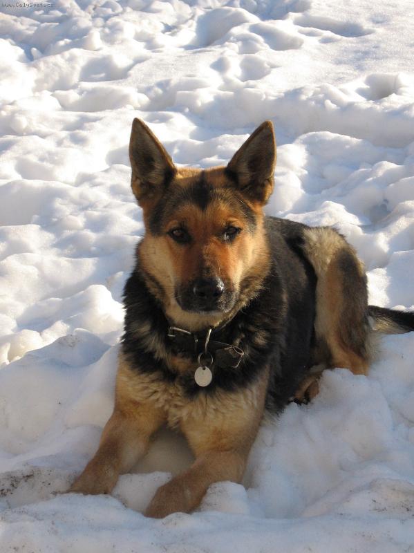 Foto: Naše Lotinka-Tahle fotka s Lotinkou byla vyfocená letošní zimu.