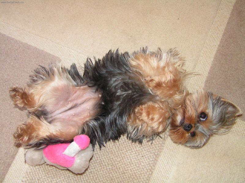 Foto: Jessinka-Ráda se válím