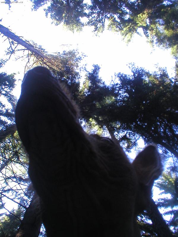 Foto: V lese je krásně!!