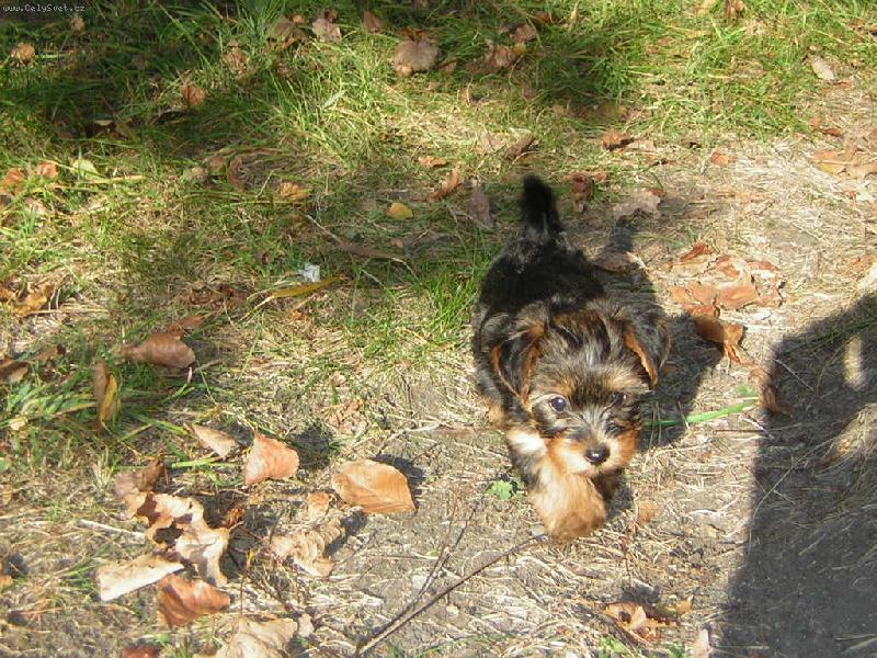 Foto: Barbucha a její první podzim-Můj a Barbuščin nejkrásnější podzim