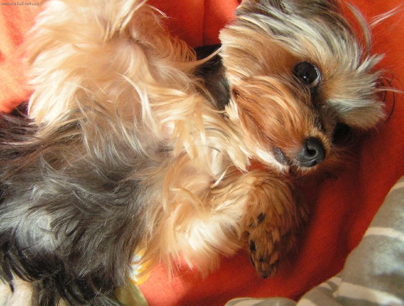 Foto: Jessinka-Postýlku já ráda