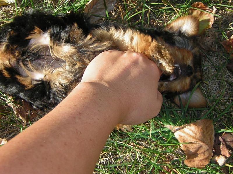 Foto: Rarach Barbucha!-Netopýří útok!Já vás zničím,bar,bar,bar!