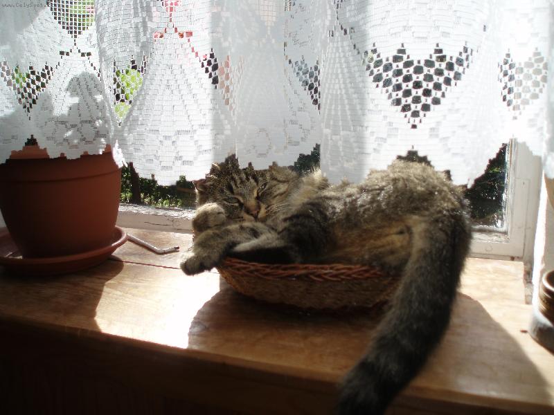 Foto: náš mazlíček...