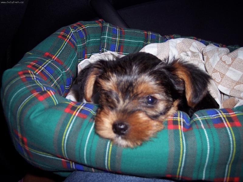 Foto: Arinka náš rodiný milášek-Naše Arinka neni roztomilá?? toto je fotka když byla hodně malá tedaý ona ještě je malá :)