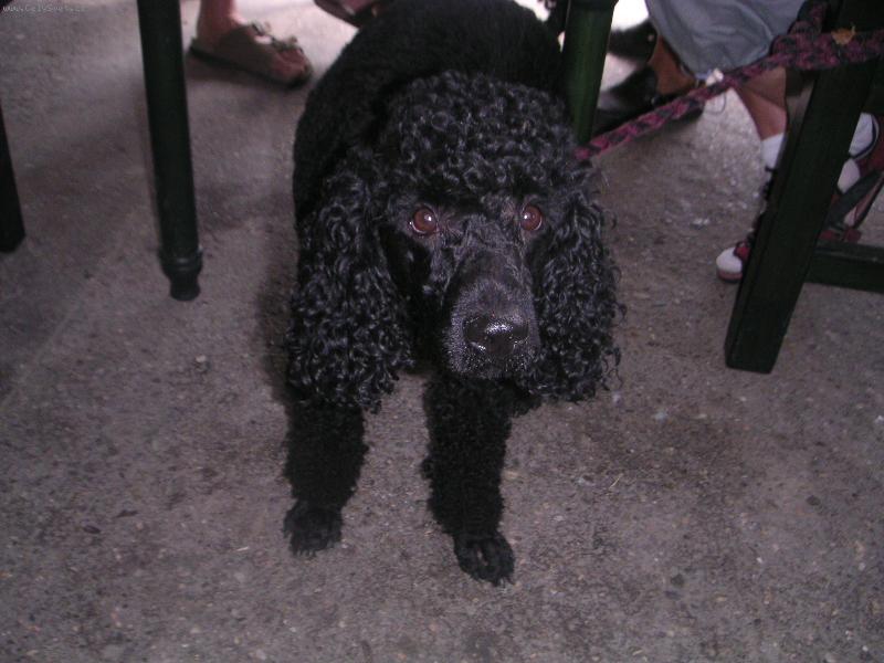 Foto: Beník-Ach jo...Pus mě z toho vodítka...