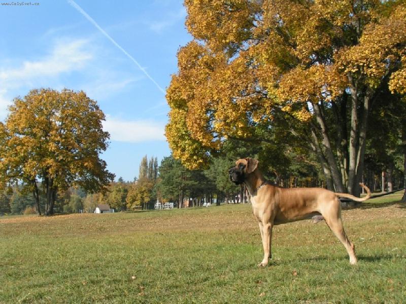 Foto: Podzim-jenom tak koukám