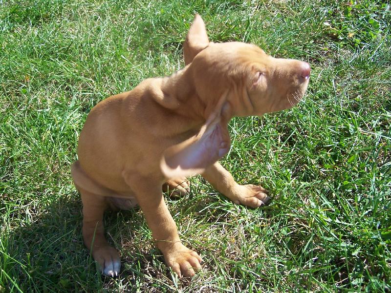 Foto: vrtulník-Bára se chystá na start