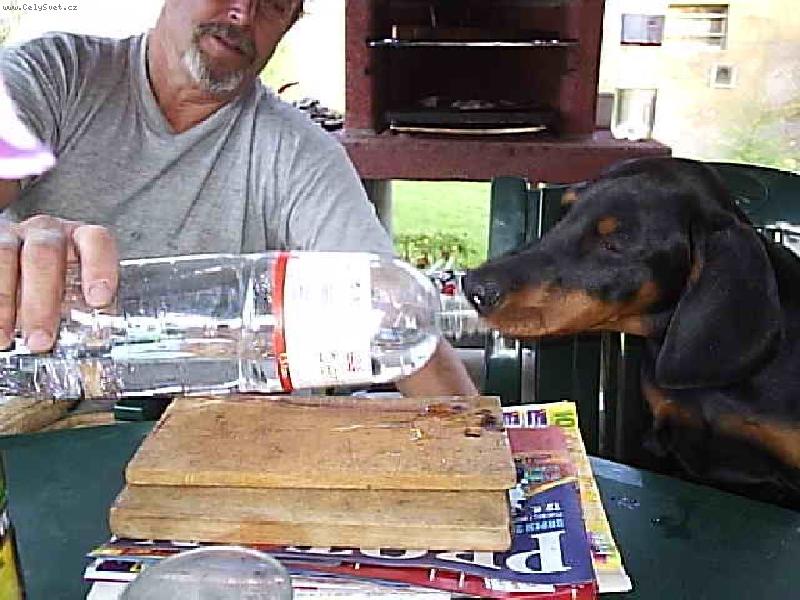 Foto: Naše štěstíčko Corinka-Uf to byla žízeň....