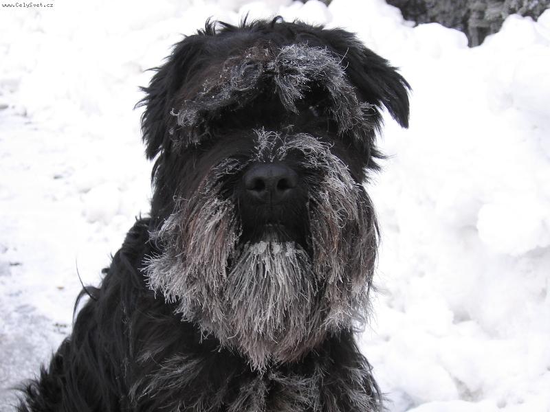 Foto: asi bych se měl oholit