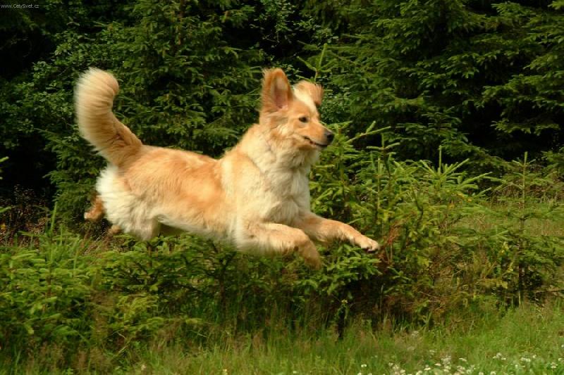 Foto: Já lítám-Hovawart - Kesidy Plavý vítr