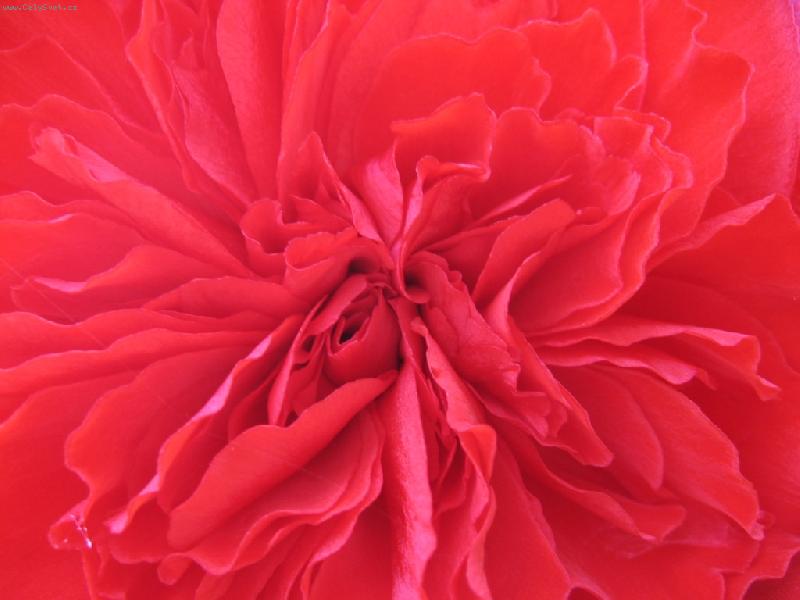 Foto: červená