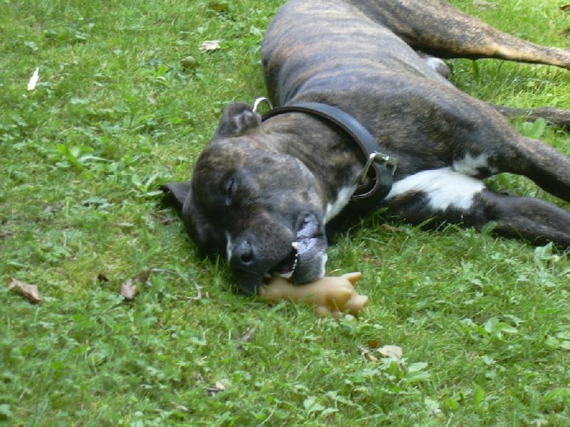 Foto: No tak sem usnul no-Tak dlouho jsme si hráli, až s hračkou utekl a usnul