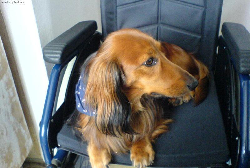 Foto: mazlíček Beníček-jsem unavený,prosím odvést domů!!!