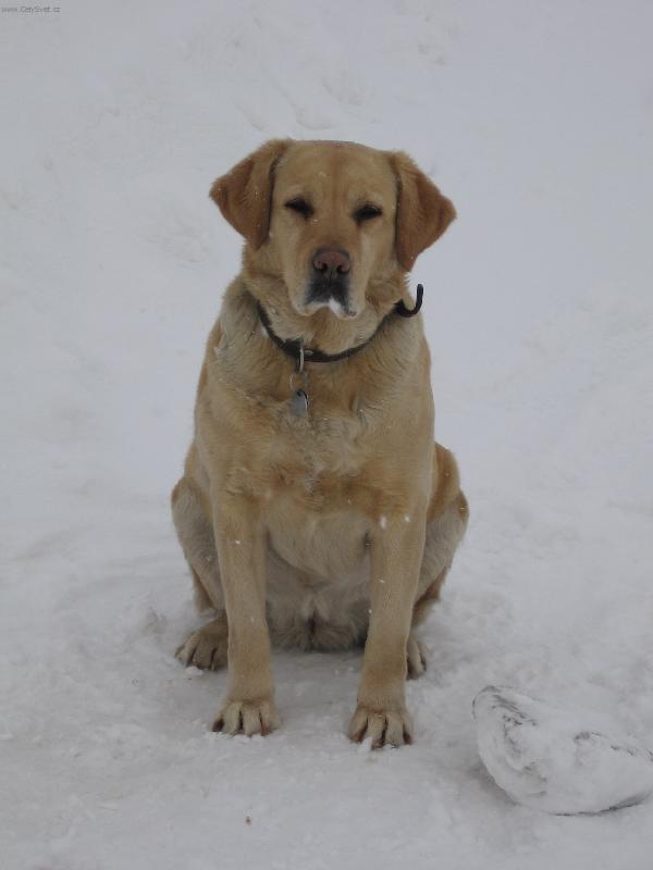 Foto: To je zima-Náš miláček