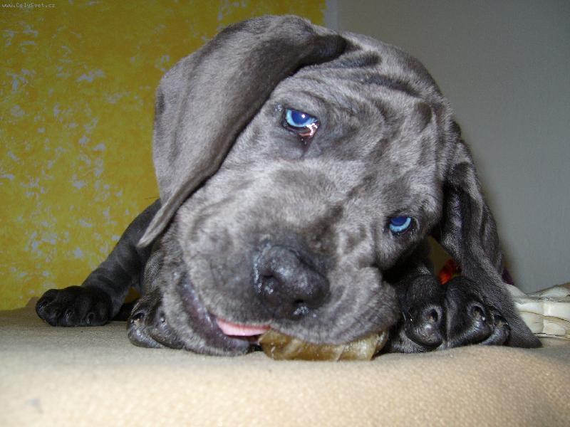 Foto: Nejroztomilejší štěně-Naše Meggie, když jsme si jí přivezli