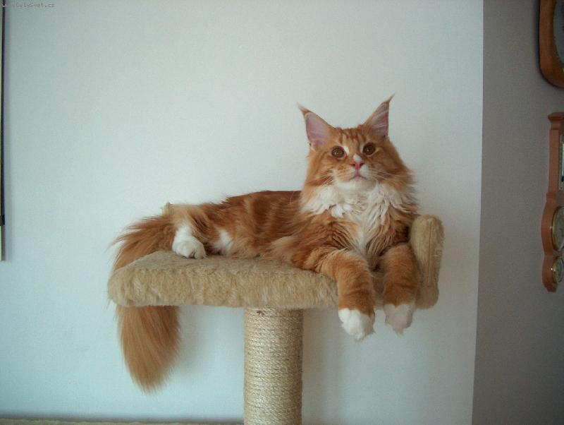 Foto: Sedmiměsíční kocourek