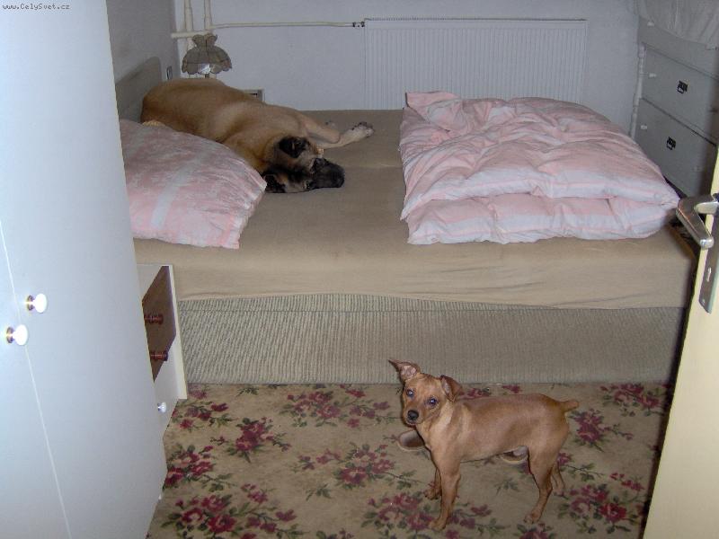Foto: Větší má přednost-Akita spí v posteli a pinč by chtěl také ale bojí se ho.