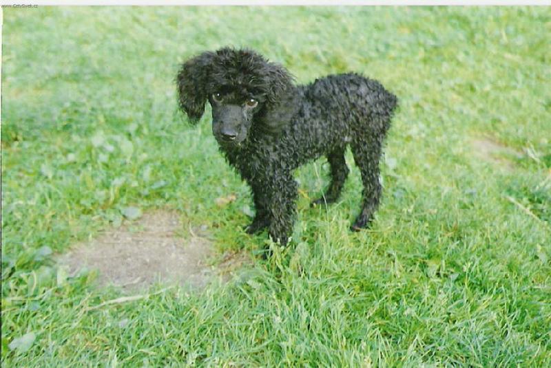 Foto: Zuzanka-Pejsek do nepohody