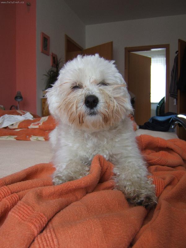 Foto: Mě se vůbec nechce spinkat .... chrpšííííííí-Unavená Tejda ;o)