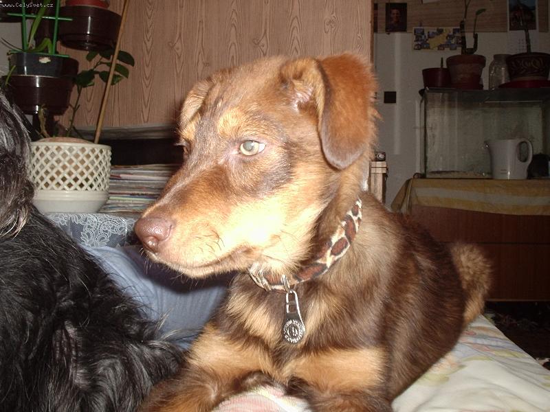 Foto: Náš medvídek Badísek-Krásný kukuč křížence malamuta