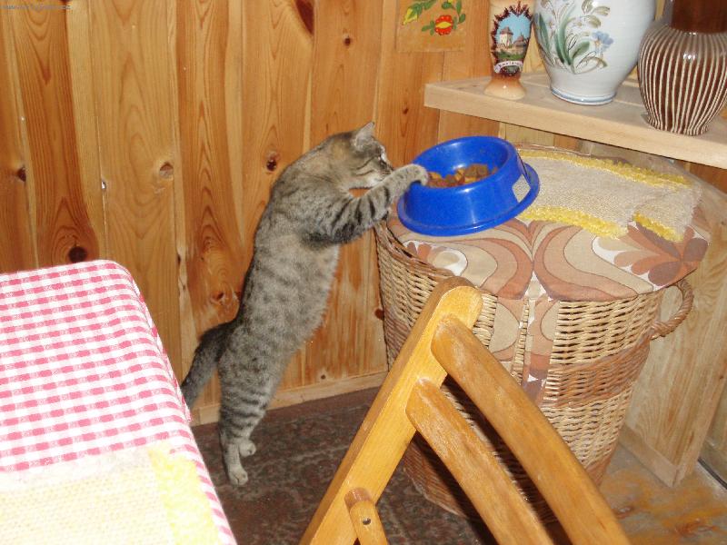 Foto: čičinka-co takhle zkusit psí granule ???