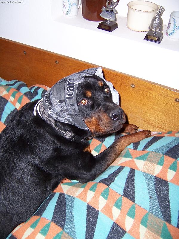 Foto: Babičko,proč máš tak velké oči?