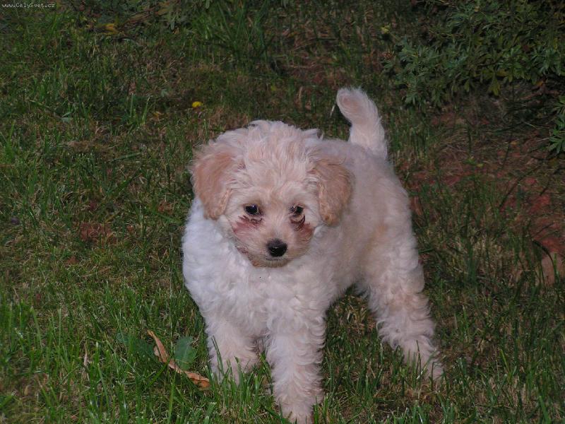 Foto: Kvído na zahradě-Kvído na zahradě