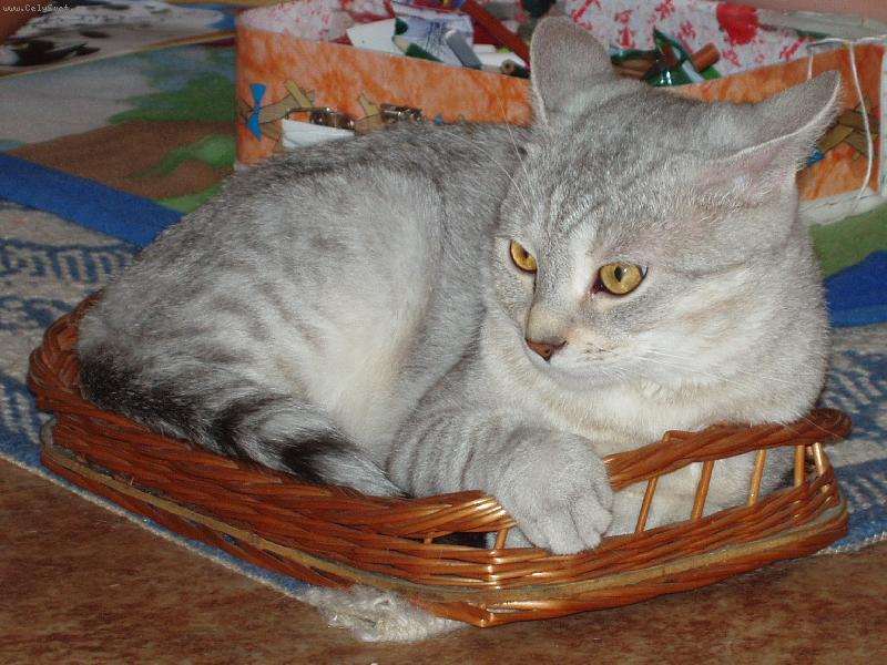 Foto: Náš Míšánek