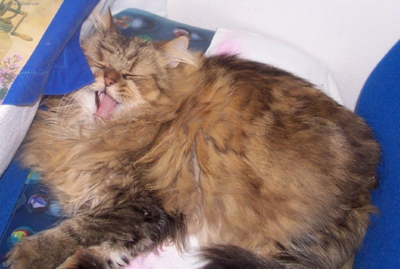 Foto: Zívačka-3 letý kocourek,přítulný,hravý a srandovní je to tichý pozorovatel