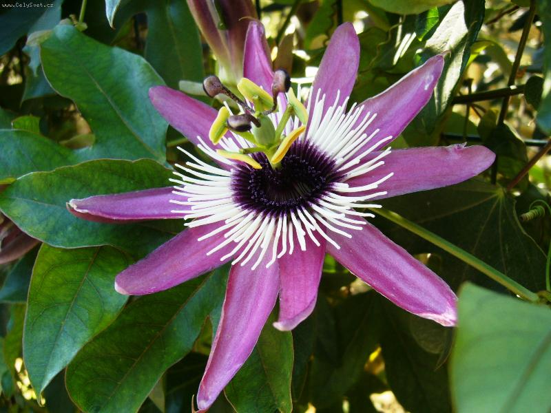 Foto: Mučenka ještě nevečeřela ;)-Mučenka na italském poloostrově Gargano