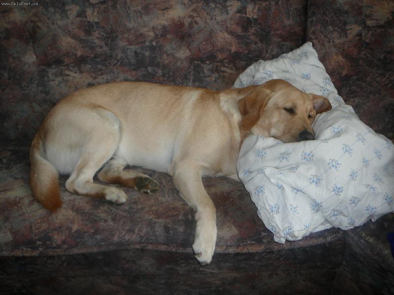 Foto: Bady-Njn, sedačku má rád asi každej pes