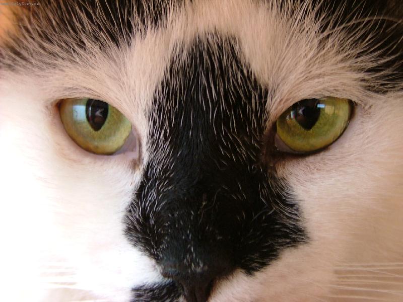 Foto: kocourek Vašík