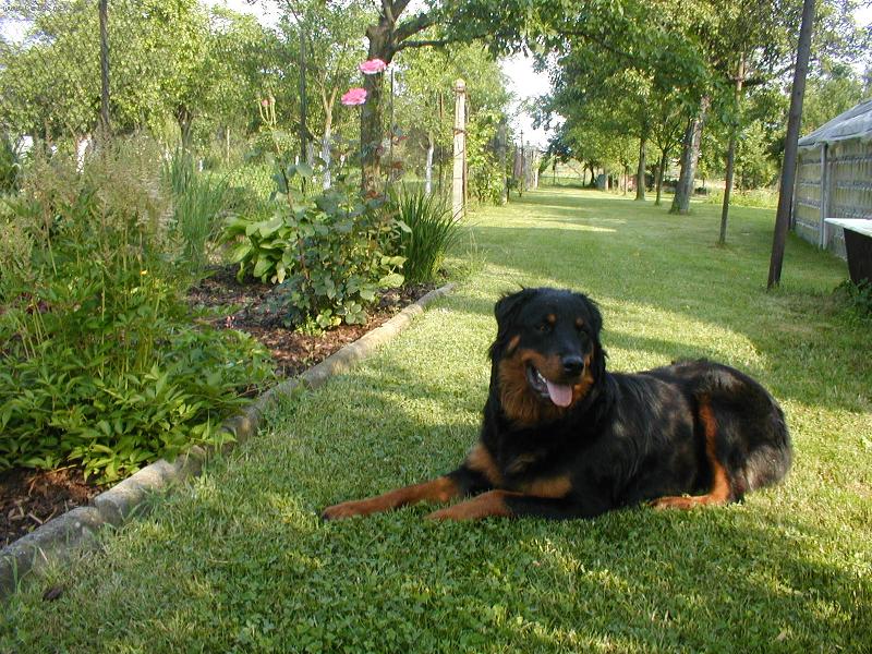 Foto: Sany-Sany - dcera Arga + Kory , jejich fotku taky posílám