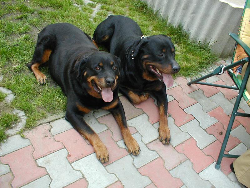 Foto: Argo + Kora-rodiče Sany