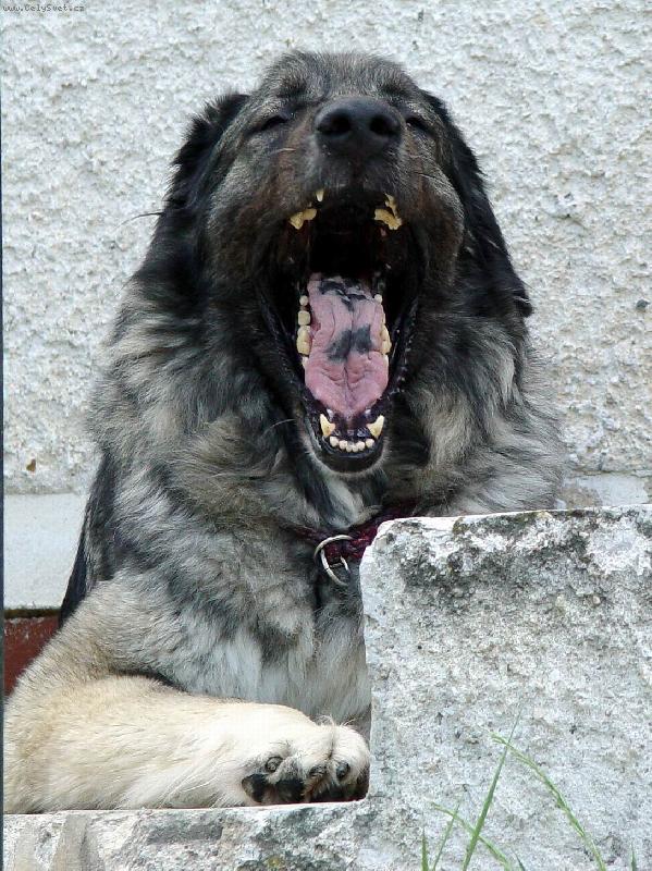 Foto: Čekání na pečínku-U nás létají pečení holuby sami do huby! A u Vás?