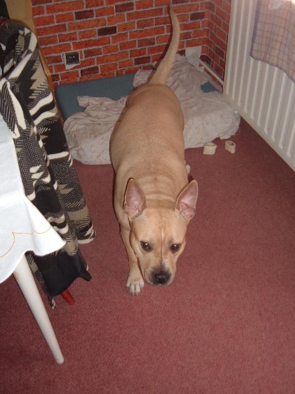 Foto: LIŠKA BYSTROUŠKA-BĚŽÍ LIŠKA K TÁBORU...