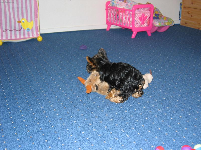 Foto: TRÉNOVATSE TO MUSÍ V KAŽDÉM VĚKU-TRÉNOVAT SE TO MUSÍ VKAŽDÉM VĚKU