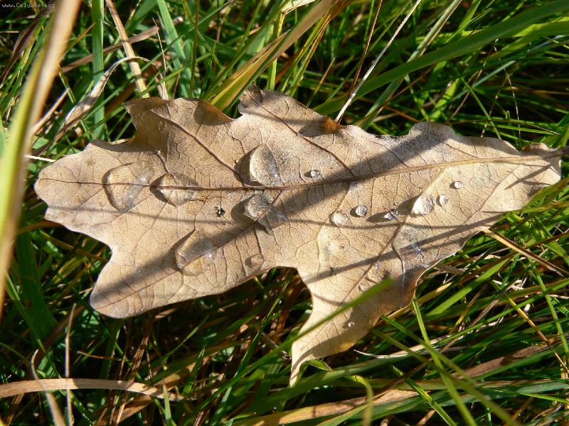 Foto: Poztimn� list-List