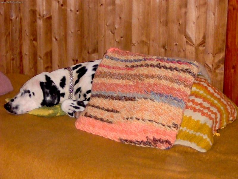 Foto: Beluška spinká-Dobrou noc! A neberte mi deku prosím :)