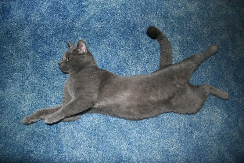 Foto: Tobýškovo lenošení