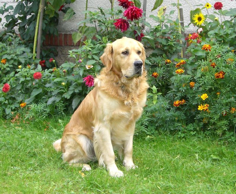 Foto: Leto-pohadka na zahrade